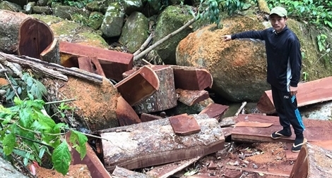 Bắt khẩn cấp hai đối tượng khai thác gỗ trái pháp luật