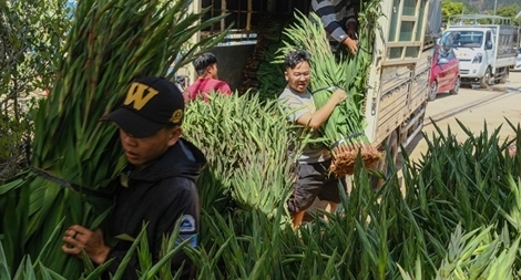 Kêu gọi khẩn giải cứu hoa lay ơn Tết