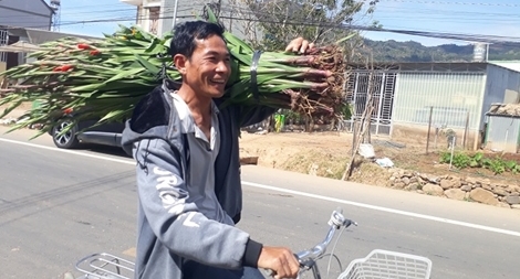 Giá hoa lay ơn Tết đột ngột tăng vọt