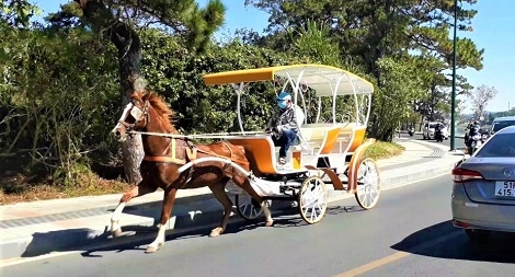 Khách đến Đà Lạt chỉ bằng 17% Tết trước