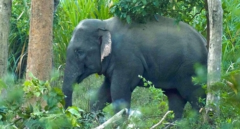 Voi rừng đi lạc ra gần Trung tâm hành chính VQG Cát Tiên