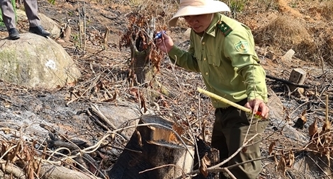 Điều tra vụ phá rừng phòng hộ ở Đà Lạt