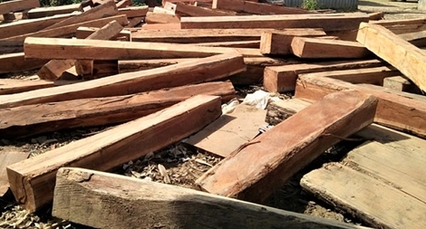 Phát hiện 60m3 gỗ lậu ở xưởng cưa không phép