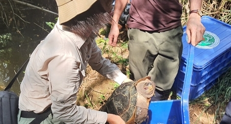 Thả 42 cá thể động vật hoang dã nguy cấp về rừng