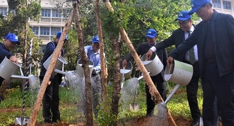 Lâm Đồng nâng cao độ phủ xanh với kế hoạch trồng thêm 50 triệu cây