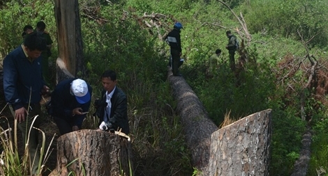 Giao Công an điều tra vụ cưa thông cổ thụ ở Đà Lạt