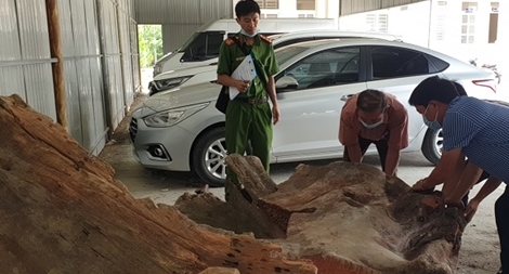 Hơn 1 tấn gỗ hương huyết giấu trong xe thùng lạnh
