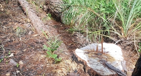 Công an vào cuộc vụ phá rừng Báo CAND phản ánh