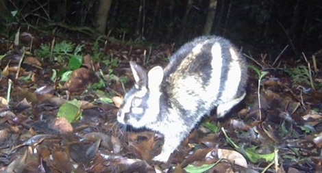 Phát hiện loài thỏ vằn ở Vườn Quốc gia Bidoup-Núi Bà