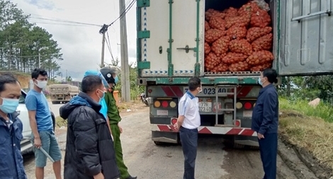 Tạm giữ 29 tấn khoai tây Trung Quốc nhập vào Đà Lạt
