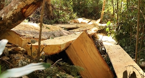 Hành hung bảo vệ rừng, chiếm 1,2ha đất lâm nghiệp