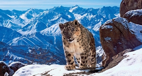 Nguy cơ tuyệt chủng từ biến đổi khí hậu 