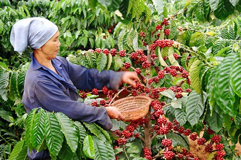 ADB và JICA hỗ trợ tăng cường chuỗi giá trị nông nghiệp bền vững tại Việt Nam 