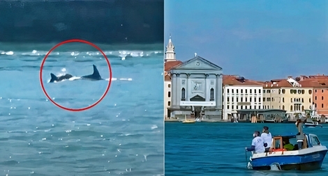 Cá heo sọc lần đầu xuất hiện tại Venice