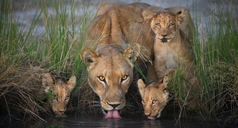 Điểm danh "New Big 5" của thế giới động vật hoang dã 