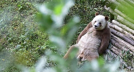 Gấu trúc nâu khổng lồ "độc nhất vô nhị" thế giới lần đầu ra mắt