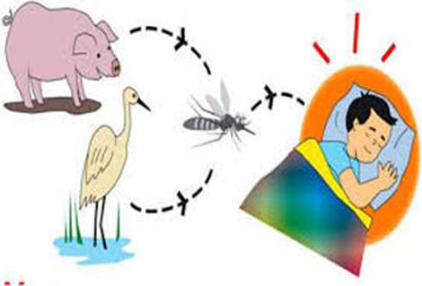 Gây viêm não không chỉ có virus viêm não Nhật Bản B
