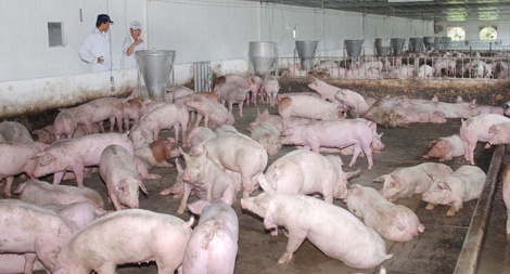 Ngành chăn nuôi đang trầy trật trên sân nhà