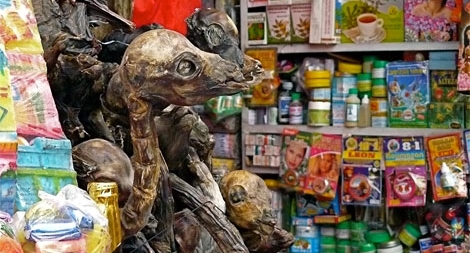 Chợ phù thủy rùng rợn và kỳ quặc nhất thế giới 