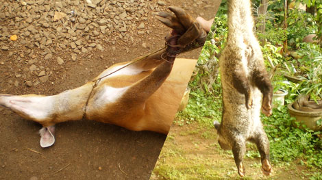 Thú rừng trước nguy cơ tận diệt