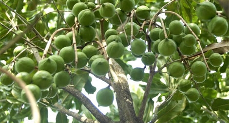 Trên 11.000 tỷ đồng phát triển mắc ca tỉnh Lâm Đồng