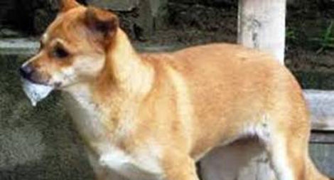 Tin đồn "chữa khỏi bệnh dại bằng thuốc nam" là hoang đường!