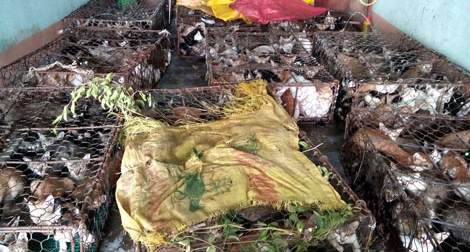 Hàng tạ mèo không có giấy tờ kiểm dịch ở cùng xe khách