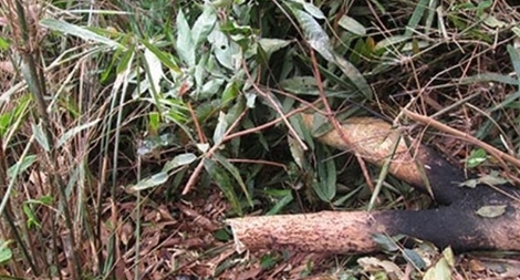 Tá hỏa phát hiện xác người nằm trong lùm cây