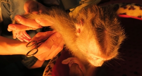 Phẫn nộ chú khỉ nghi bị chủ hành hạ trong khi nuôi nhốt