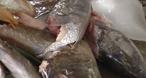 Ngộ độc cá hồng, cá nóc có gì khác nhau?