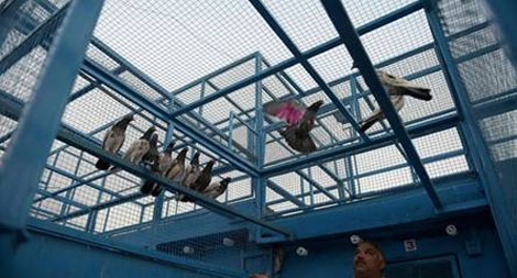 Đua chim bồ câu - môn thể thao đầy đam mê