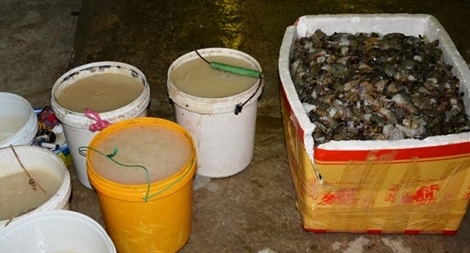 Phát hiện một cơ sở bơm tạp chất vào tôm tại tỉnh Cà Mau