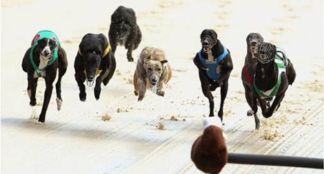 Ngành kinh doanh đua chó ở Australia bị cấm vì ngược đãi động vật