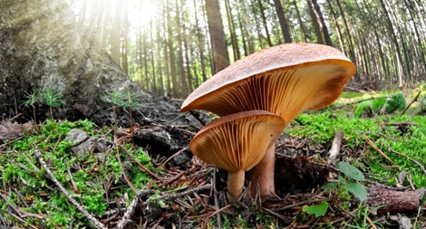 Nấm – loài duy nhất bảo vệ trái đất trước rác thải rắn độc hại