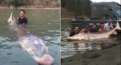 Cá tầm trắng cao niên nhất