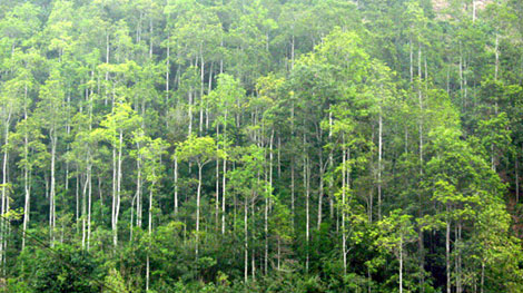 Mức hỗ trợ trồng rừng sản xuất, trồng cây phân tán và khuyến lâm