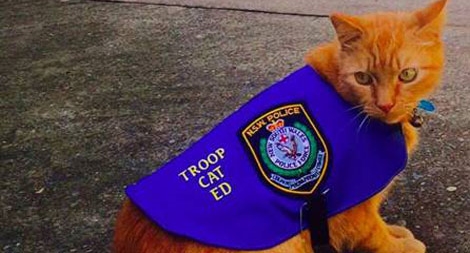 Cảnh sát Australia tuyển dụng... mèo đường phố