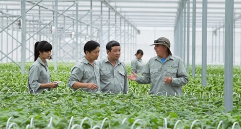 Làm chỗ dựa tin cậy cho nông dân để tăng chuỗi giá trị