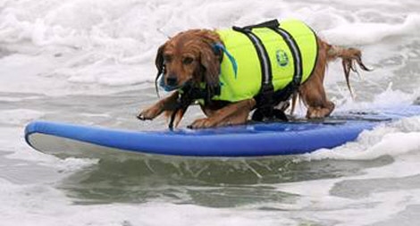 Vô địch lướt sóng... 4 chân