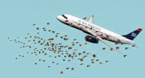 Cú hạ cánh để đời của cơ trưởng Sully Sullenberger: Chỉ tại một đàn chim