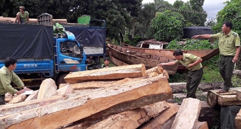 Dù đã có lệnh đóng cửa, rừng Tây Nguyên vẫn tiếp tục “chảy máu”