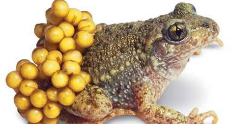 Cóc – Món ăn chết người