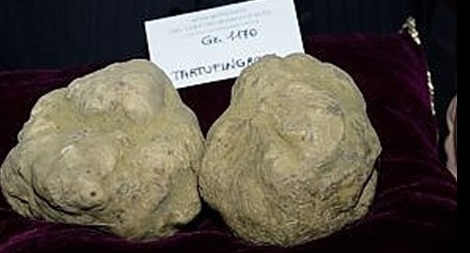 Nấm cục trắng đắt như vàng