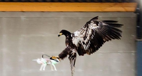 Pháp dùng đại bàng diệt thiết bị bay không người lái