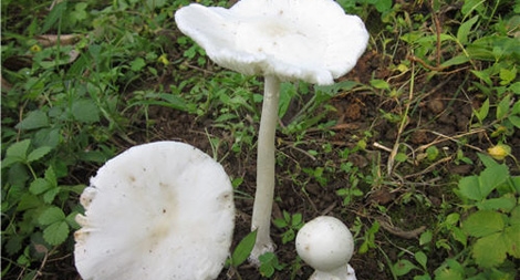 Coi chừng nhầm lẫn chết người với nấm tự nhiên
