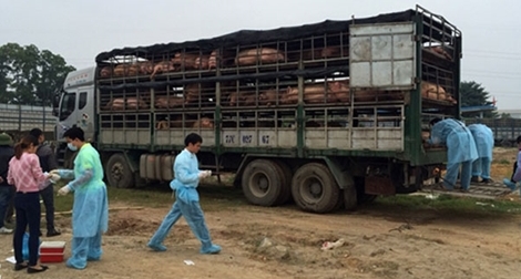 Gần 200 con lợn lở mồm long móng suýt được tiêu thụ