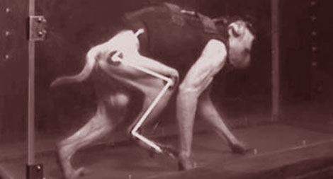 Vật cấy não không dây giúp khỉ liệt chân bước đi trở lại