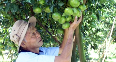 Lo mất mùa trái cây Tết vì thời tiết thất thường