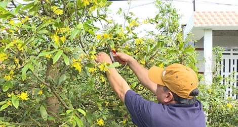 Mai vàng ra hoa sớm, người trồng rầu rĩ