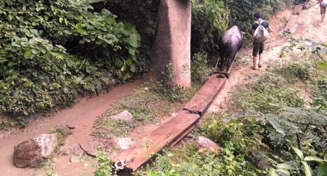 Gỗ lậu theo trâu về bản như ‘trẩy hội’